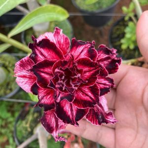 Rosa do Deserto RIHANNA