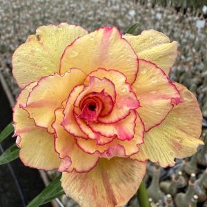 Rosa do Deserto LM 44